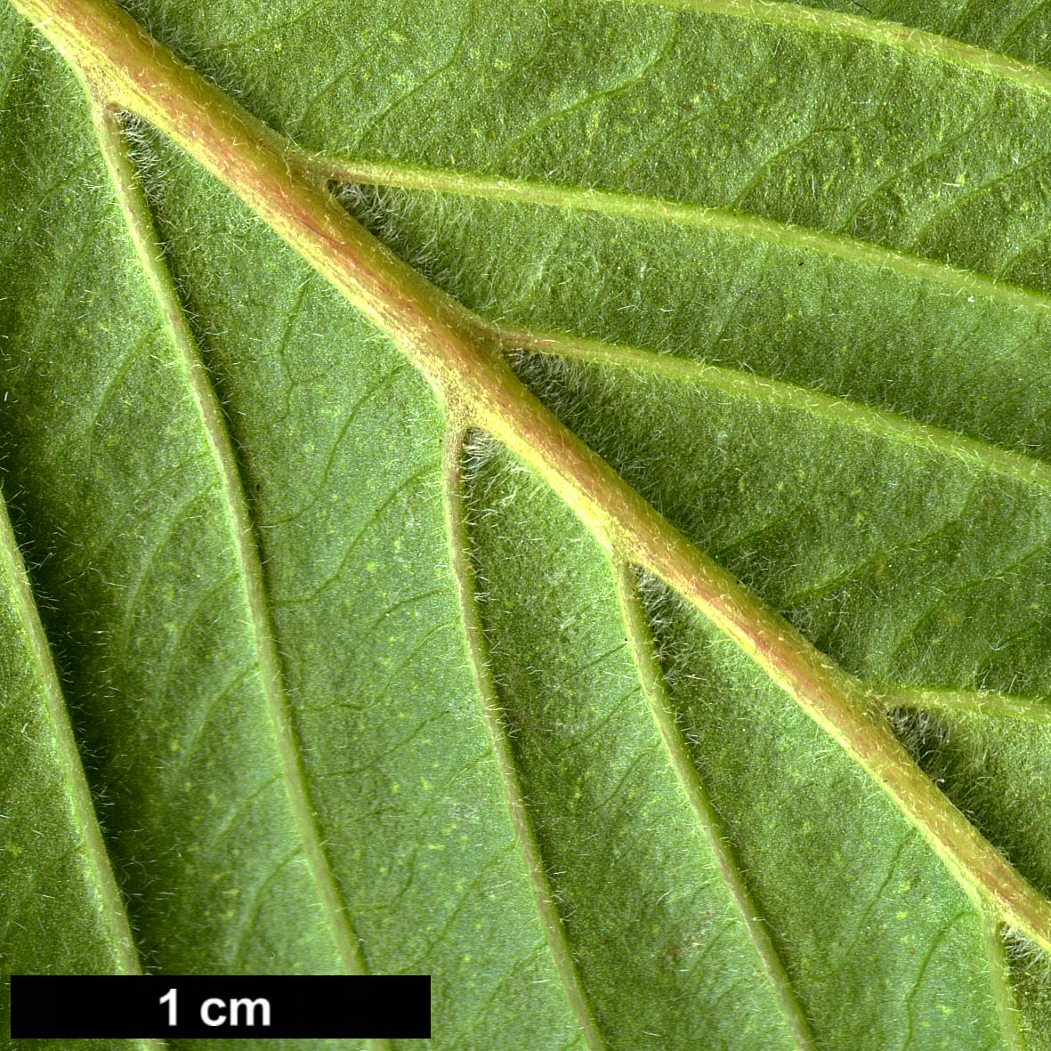 High resolution image: Family: Adoxaceae - Genus: Viburnum - Taxon: sieboldii - SpeciesSub: var. obovatifolium